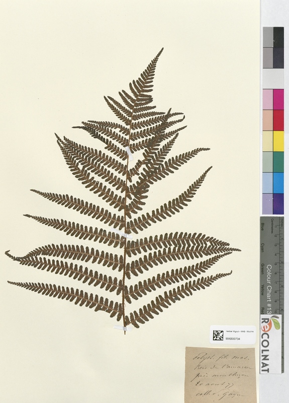 Polystichum filix-mas (Dryopteridaceae)