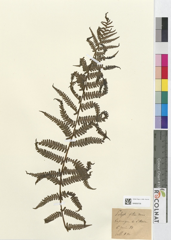 Polystichum filix-mas (Dryopteridaceae)