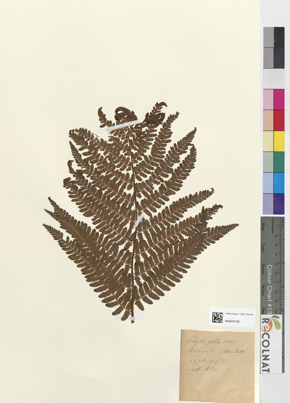 Polystichum filix-mas (Dryopteridaceae)