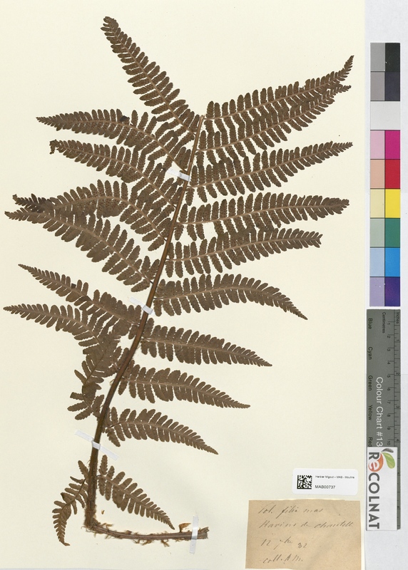 Polystichum filix-mas (Dryopteridaceae)