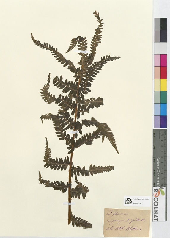 Polystichum filix-mas (Dryopteridaceae)