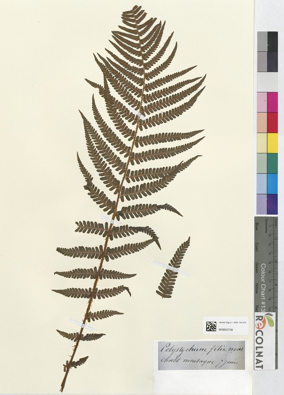 Polystichum filix-mas (Dryopteridaceae)