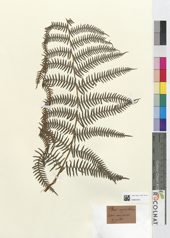 Pteris aquilina (Dryopteridaceae)