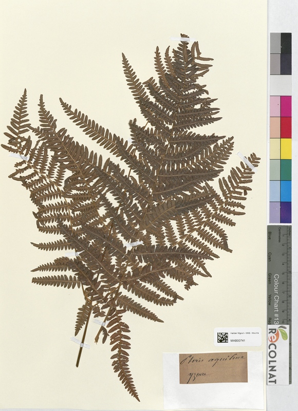 Pteris aquilina (Dryopteridaceae)