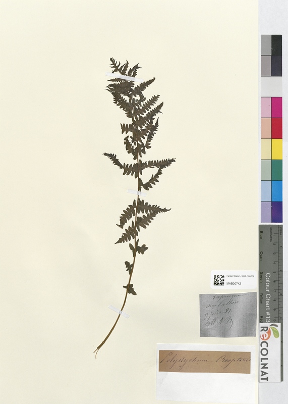 Polystichum oreopteris (Dryopteridaceae)