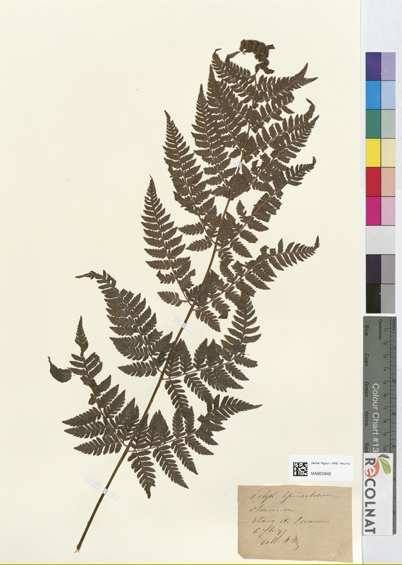 Polystichum spinaculosum (Dryopteridaceae)