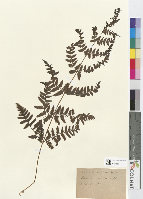 Polystichum spinaculosum (Dryopteridaceae)