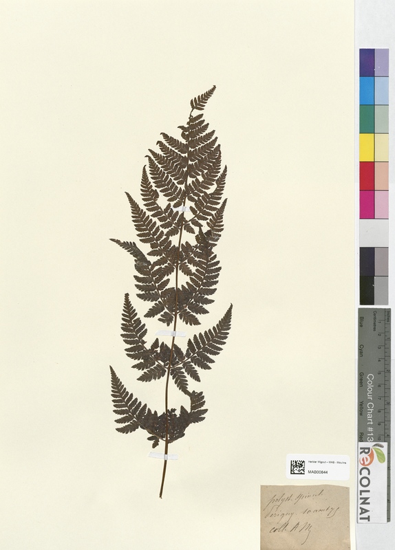 Polystichum spinaculosum (Dryopteridaceae)