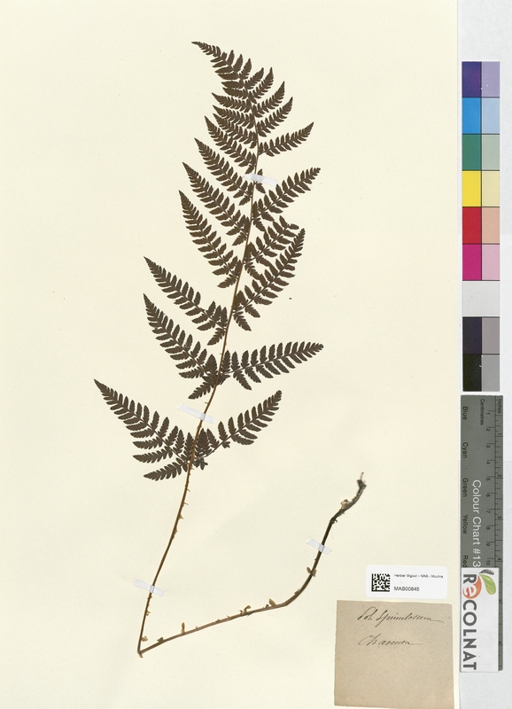 Polystichum spinaculosum (Dryopteridaceae)