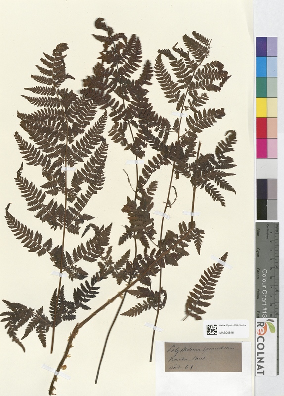 Polystichum spinaculosum (Dryopteridaceae)