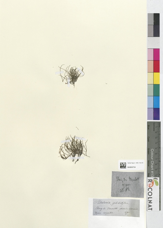 Polystichum spinaculosum (Dryopteridaceae)