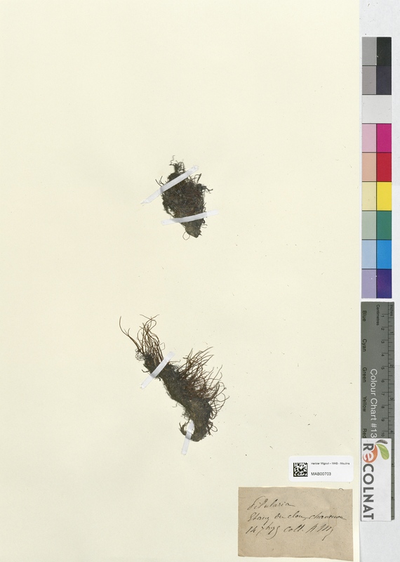 Pilularia globulifera (Marsileacees)