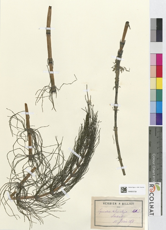 Equisetum telmateia (Equisetaceae)