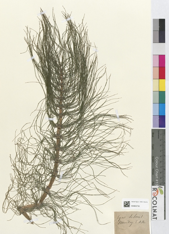 Equisetum telmateia (Equisetaceae)