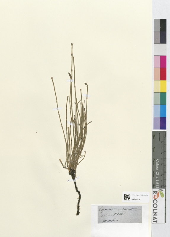 Equisetum ramosum (Equisetaceae)