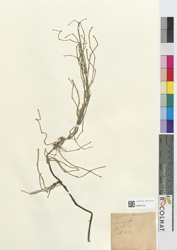 Equisetum ramosum (Equisetaceae)