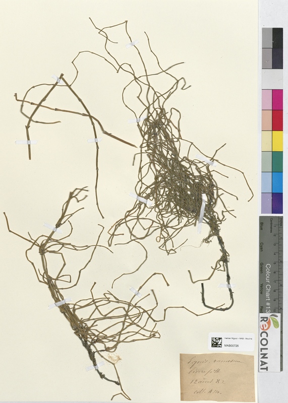 Equisetum ramosum (Equisetaceae)