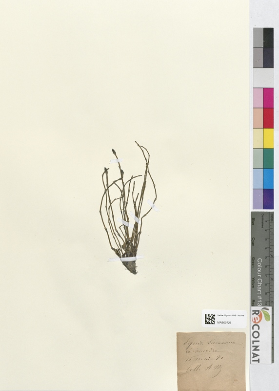 Equisetum ramosum (Equisetaceae)