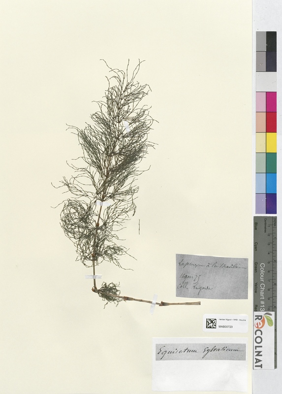 Equisetum sylvaticum (Equisetaceae)