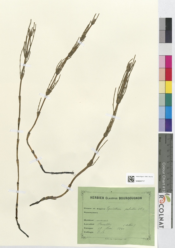 Equisetum palustre (Equisetaceae)