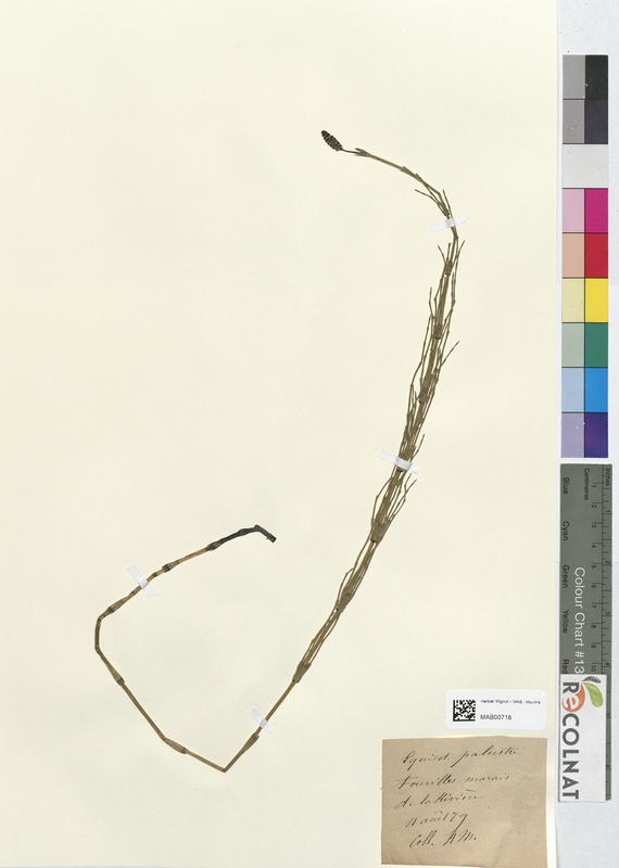 Equisetum palustre (Equisetaceae)