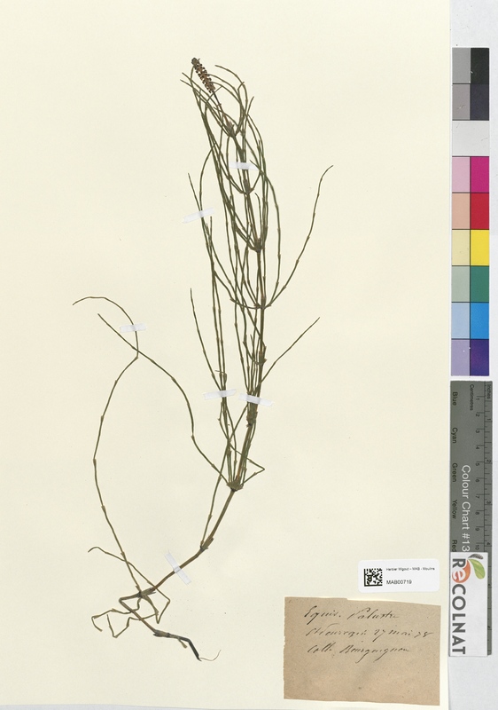 Equisetum palustre (Equisetaceae)