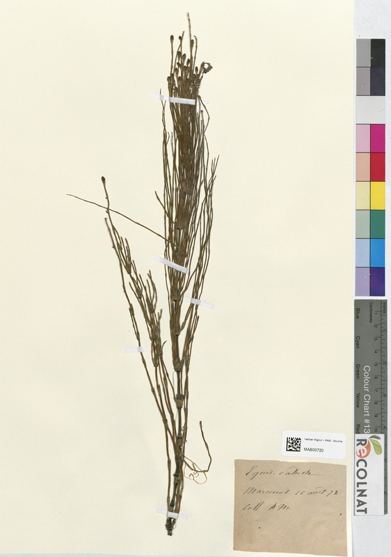 Equisetum palustre (Equisetaceae)