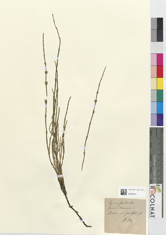 Equisetum palustre (Equisetaceae)