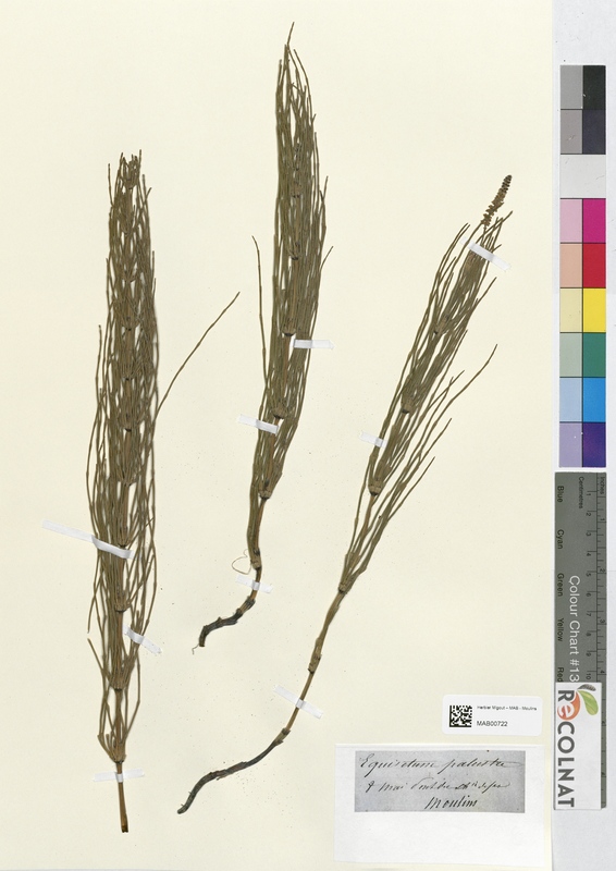 Equisetum palustre (Equisetaceae)