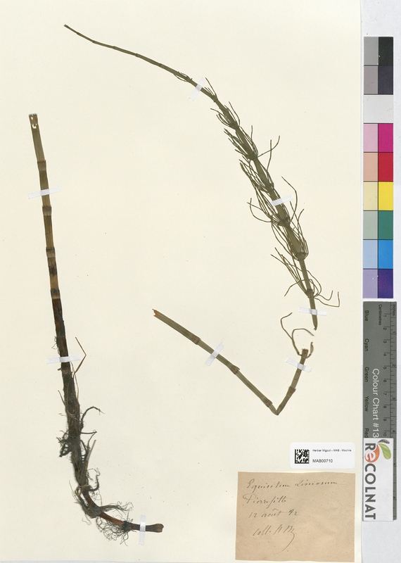 Equisetum linosum (Equisetaceae)