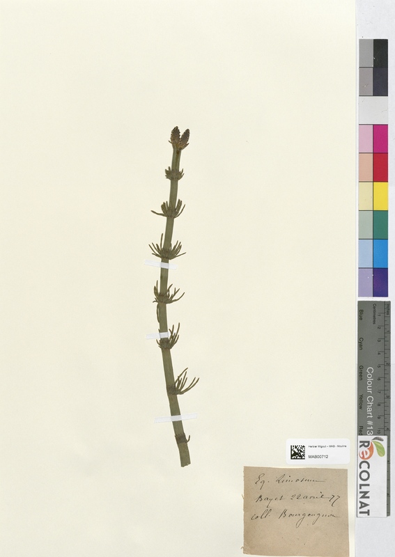 Equisetum linosum (Equisetaceae)