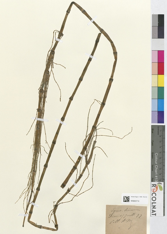 Equisetum linosum (Equisetaceae)