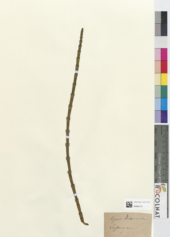 Equisetum linosum (Equisetaceae)