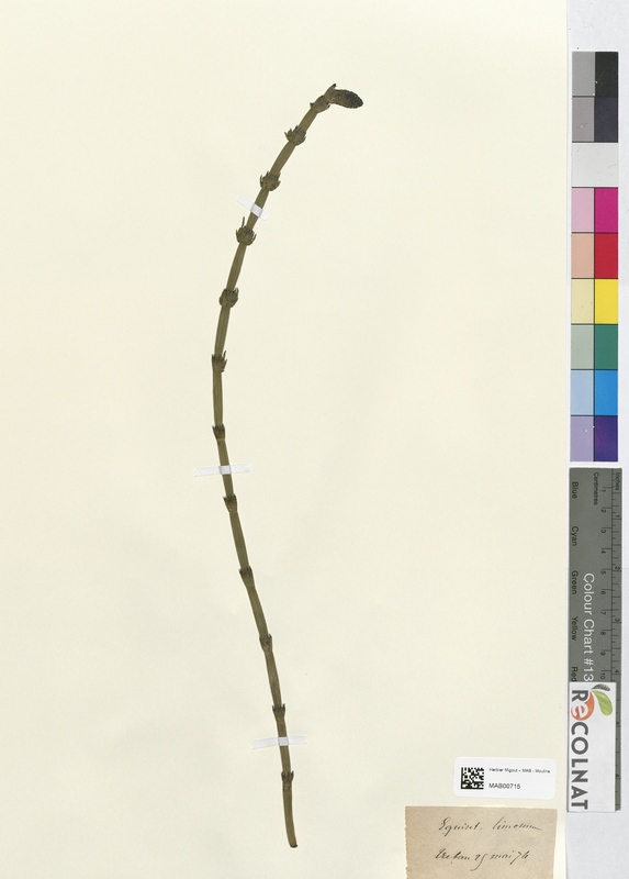 Equisetum linosum (Equisetaceae)