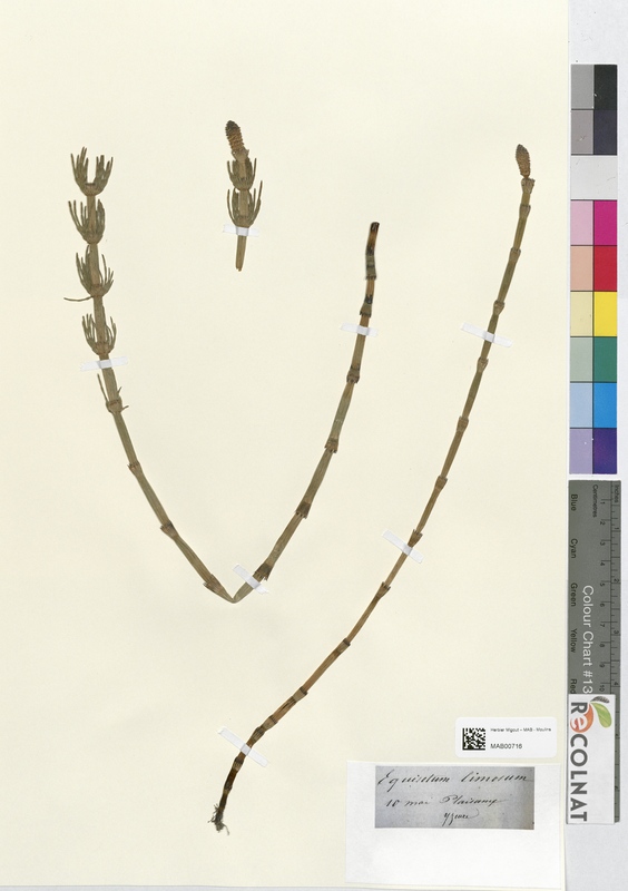 Equisetum linosum (Equisetaceae)