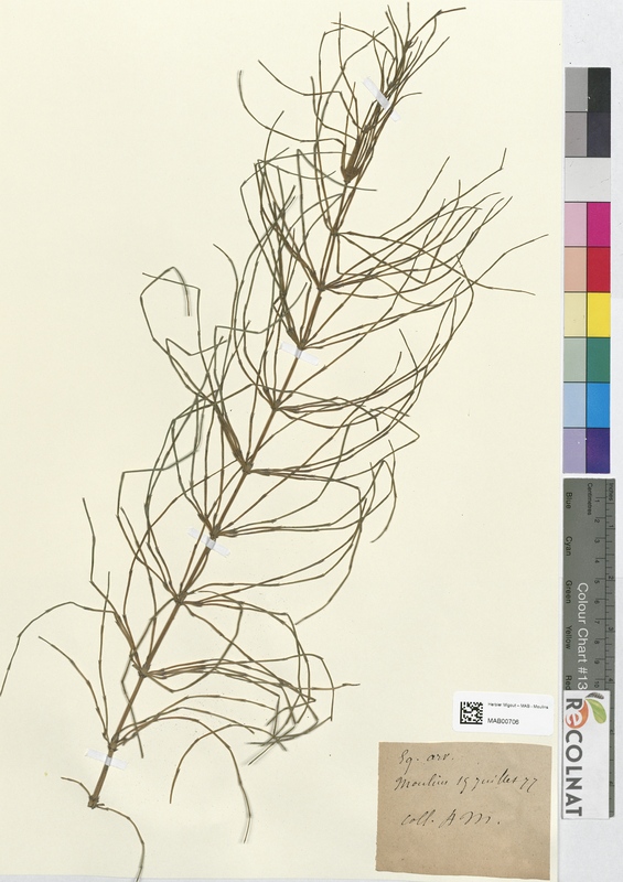 Equisetum arvense (Equisetaceae)