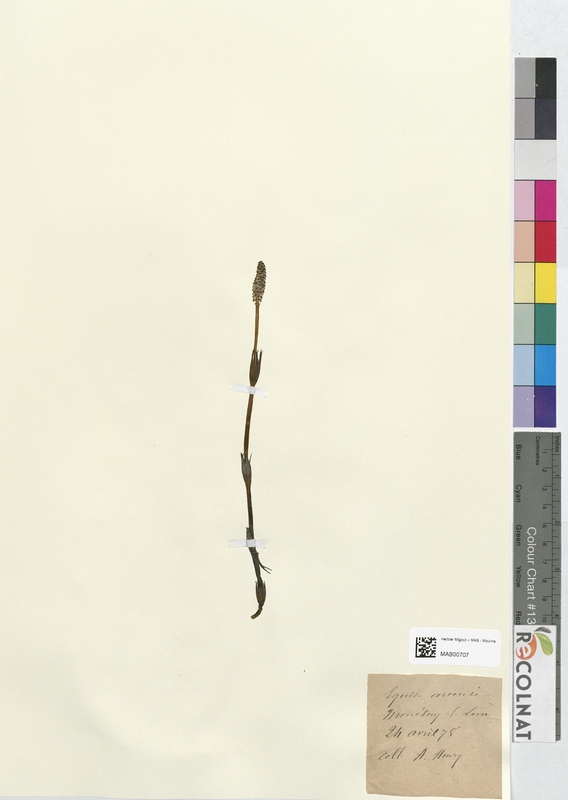 Equisetum arvense (Equisetaceae)