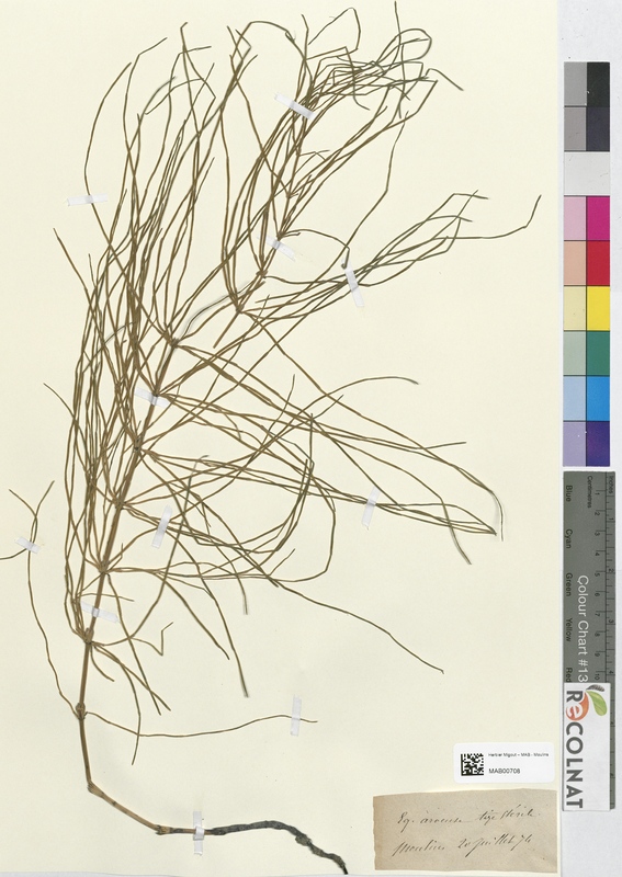 Equisetum arvense (Equisetaceae)