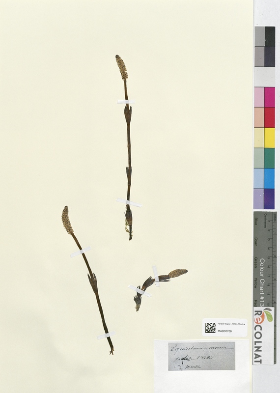 Equisetum arvense (Equisetaceae)