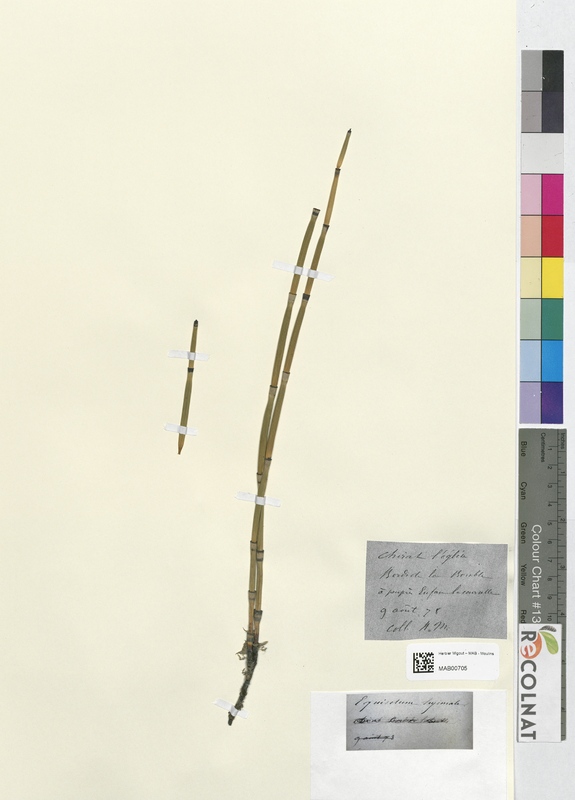 Equisetum hyemale (Equisetaceae)