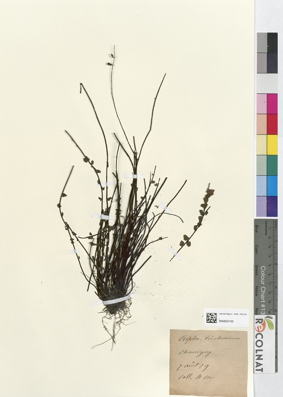 Asplenium trichomanes (Aspleniaceae)