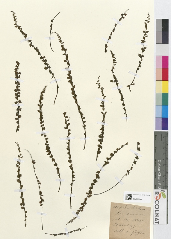 Asplenium trichomanes (Aspleniaceae)