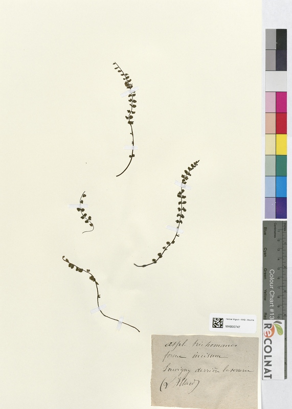 Asplenium trichomanes (Aspleniaceae)