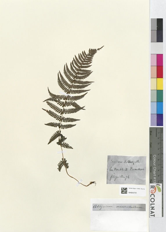 Athyrium acrostichoideum (Athyriaceae)