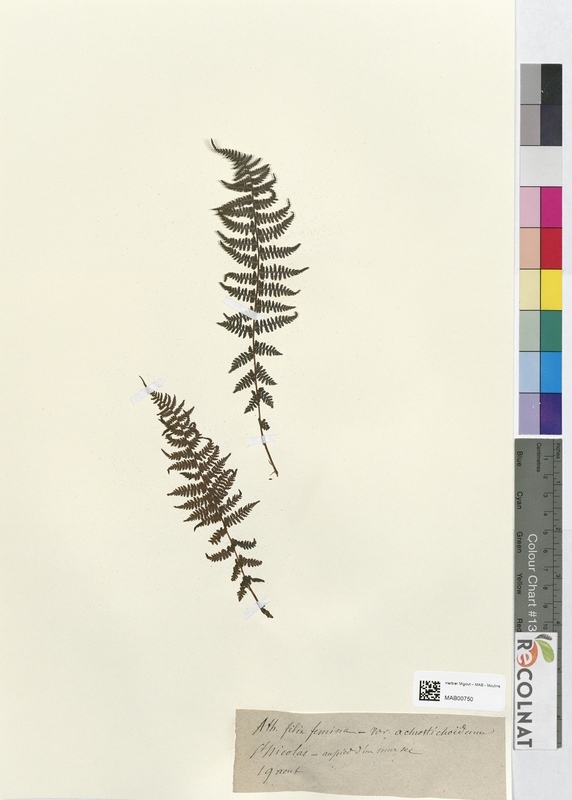 Athyrium filix femina (Athyriaceae)