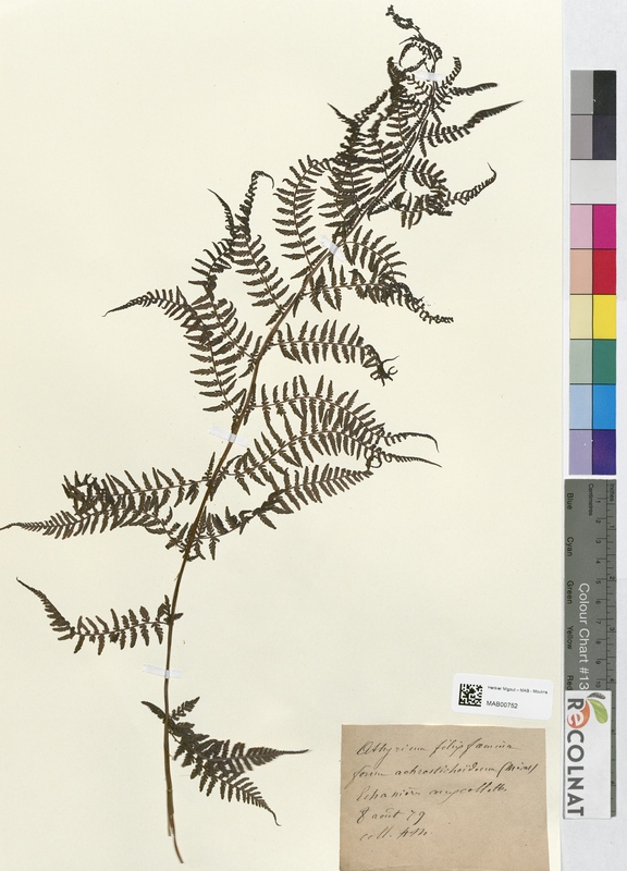 Athyrium filix femina (Athyriaceae)