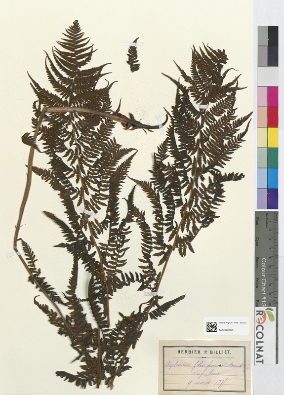 Athyrium filix femina (Athyriaceae)