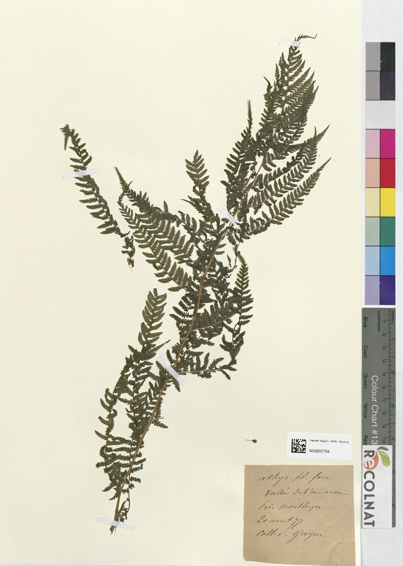 Athyrium filix femina (Athyriaceae)