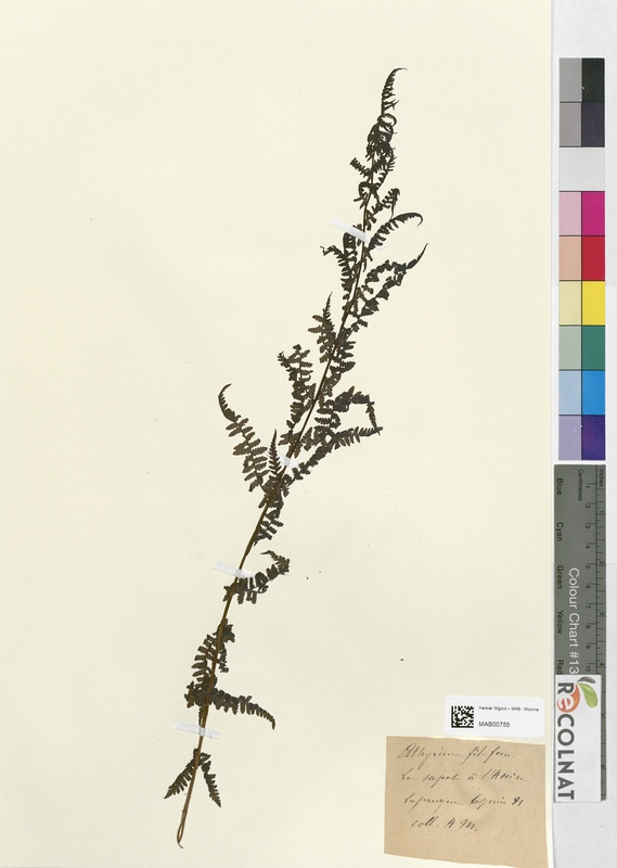 Athyrium filix femina (Athyriaceae)