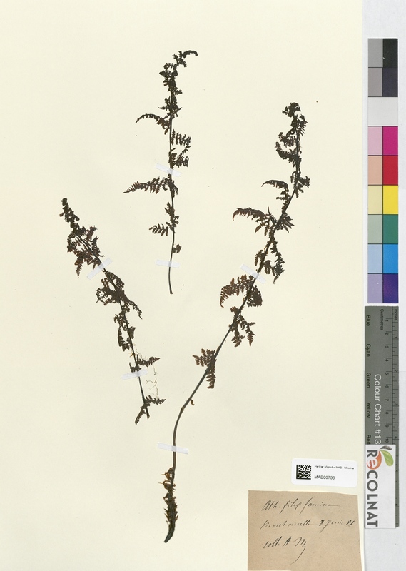 Athyrium filix femina (Athyriaceae)